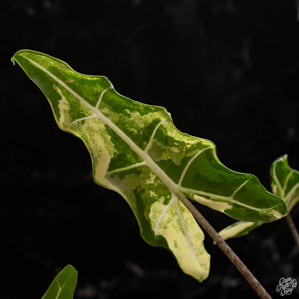 Alocasia sarian albo variegated (B49)