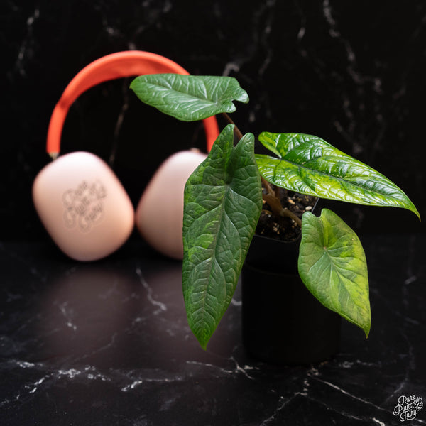 Alocasia scalprum aurea variegated (1A)