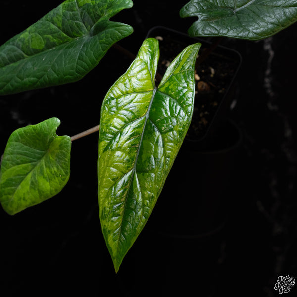 Alocasia scalprum aurea variegated (1A)