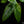 Load image into Gallery viewer, Alocasia scalprum aurea variegated (B50)
