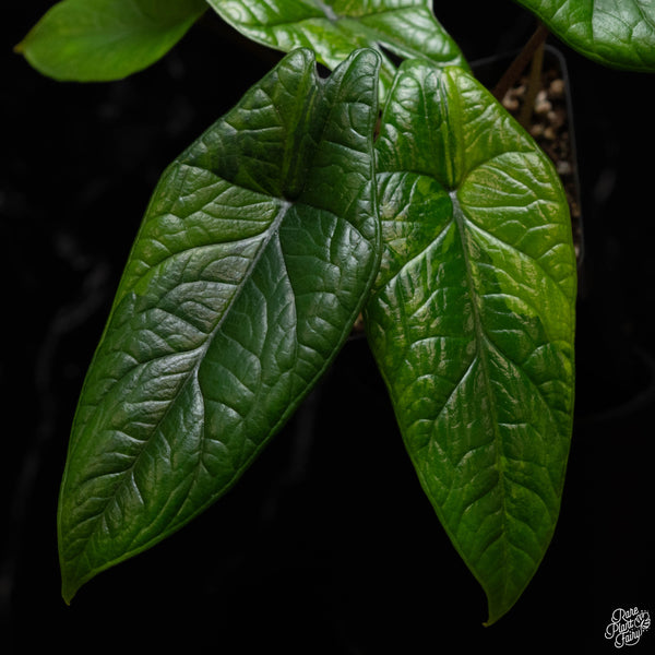 Alocasia scalprum aurea variegated (B50)