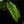 Load image into Gallery viewer, Alocasia scalprum aurea variegated (B50)
