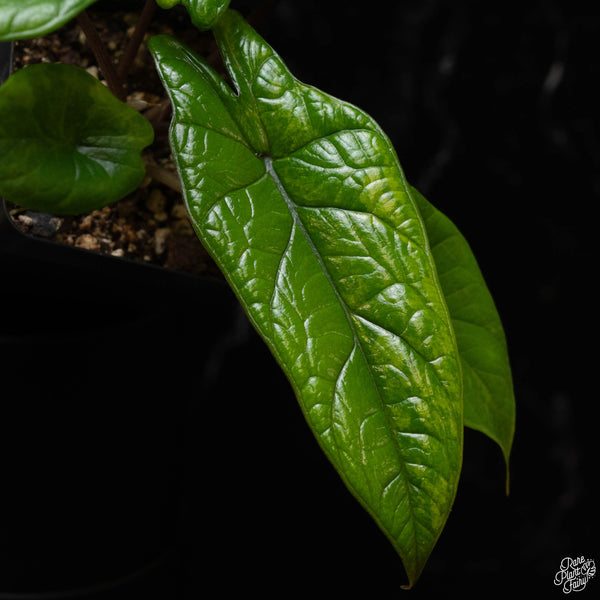 Alocasia scalprum aurea variegated (B50)