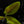 Load image into Gallery viewer, Alocasia scalprum aurea variegated (B50)
