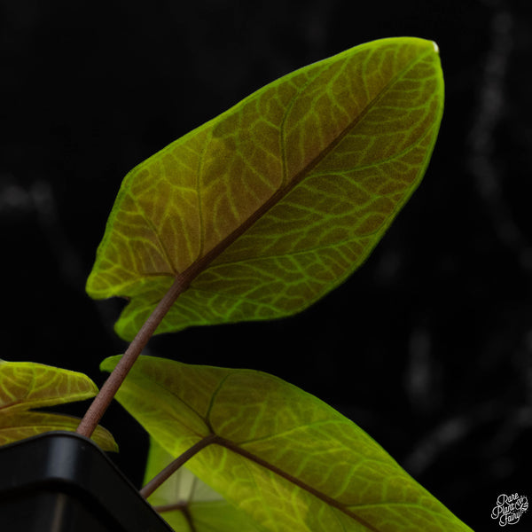 Alocasia scalprum aurea variegated (B50)