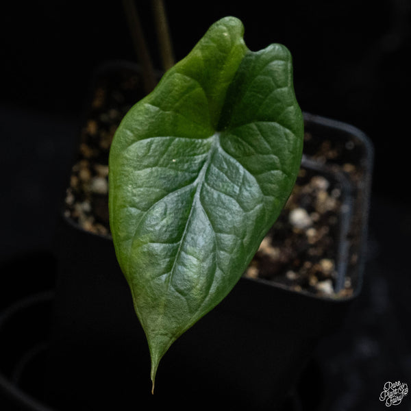 Alocasia scalprum aurea variegated (wk3-A)