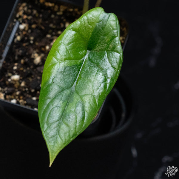 Alocasia scalprum aurea variegated (wk3-A)