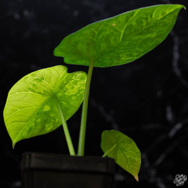 Alocasia sinuata aurea variegated (A52)