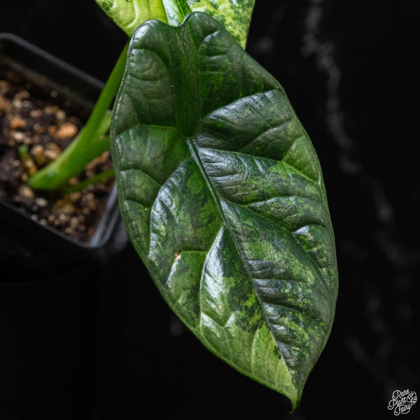 Alocasia sinuata aurea variegated (A52)