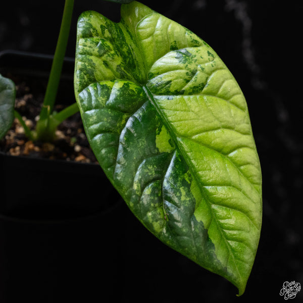 Alocasia sinuata aurea variegated (A52)