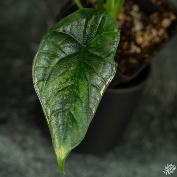 Alocasia sinuata aurea variegated (wk4-A) *corming size*