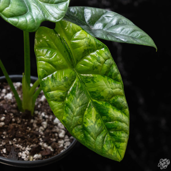 Alocasia sinuata aurea variegated (A51)