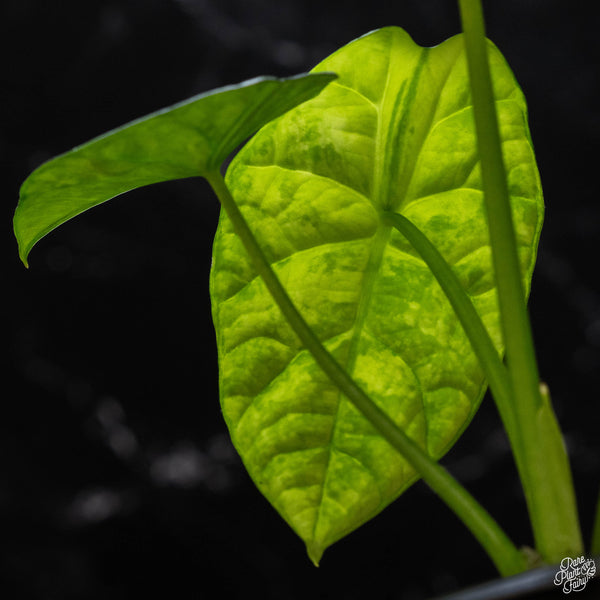 Alocasia sinuata aurea variegated (A51)