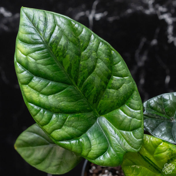 Alocasia sinuata aurea variegated (A51)