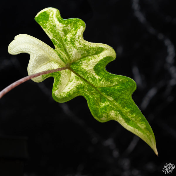 Alocasia tandurusa variegated (previously Alocasia 'Jacklyn' or 'Jaclyn') (wk2-A)