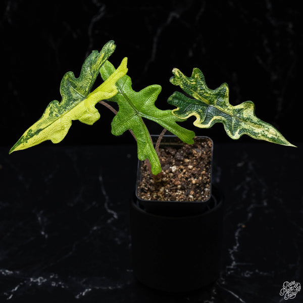 Alocasia tandurusa variegated (previously Alocasia 'Jacklyn' or 'Jaclyn') (wk3-B)