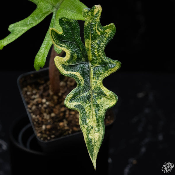 Alocasia tandurusa variegated (previously Alocasia 'Jacklyn' or 'Jaclyn') (wk3-B)