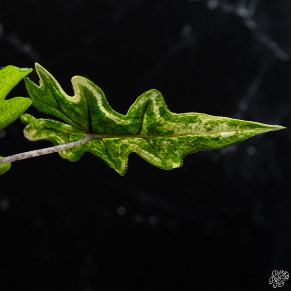 Alocasia tandurusa variegated (previously Alocasia 'Jacklyn' or 'Jaclyn') (wk3-B)