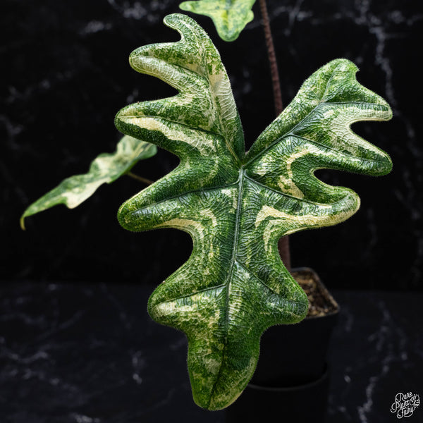 Alocasia tandurusa variegated (previously Alocasia 'Jacklyn' or 'Jaclyn') (wk4-A) *Corming Size*