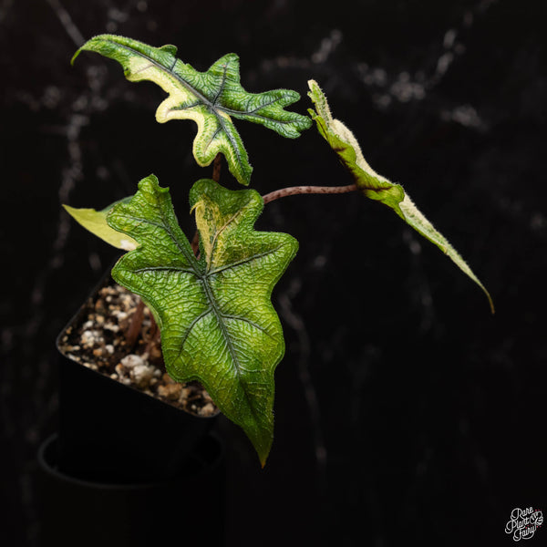 Alocasia tandurusa variegated (previously Alocasia 'Jacklyn' or 'Jaclyn') (A46)