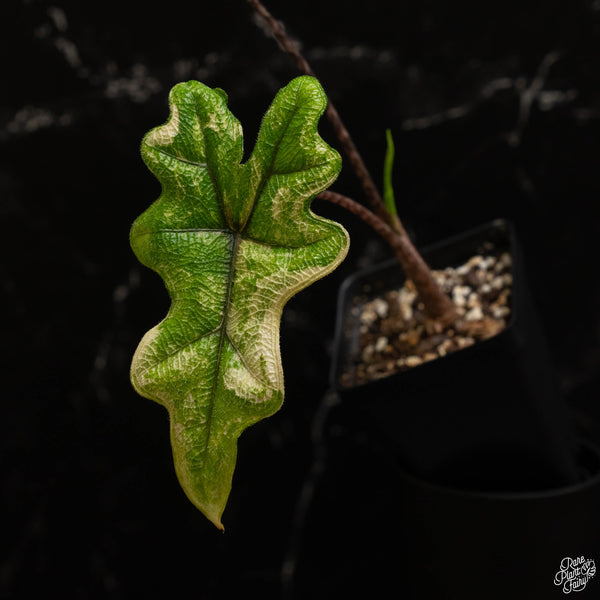 Alocasia tandurusa variegated (previously Alocasia 'Jacklyn' or 'Jaclyn') (A48)