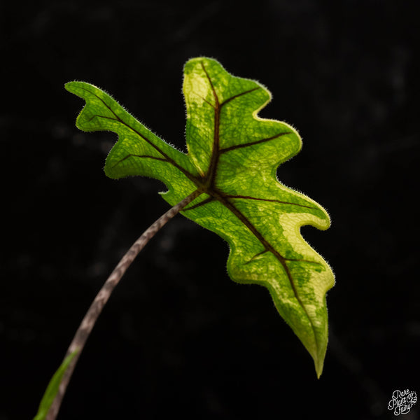 Alocasia tandurusa variegated (previously Alocasia 'Jacklyn' or 'Jaclyn') (A48)