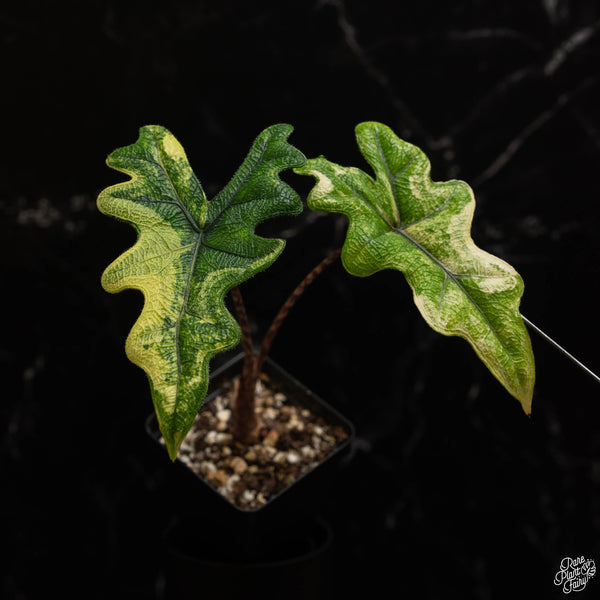 Alocasia tandurusa variegated (previously Alocasia 'Jacklyn' or 'Jaclyn') (A48)