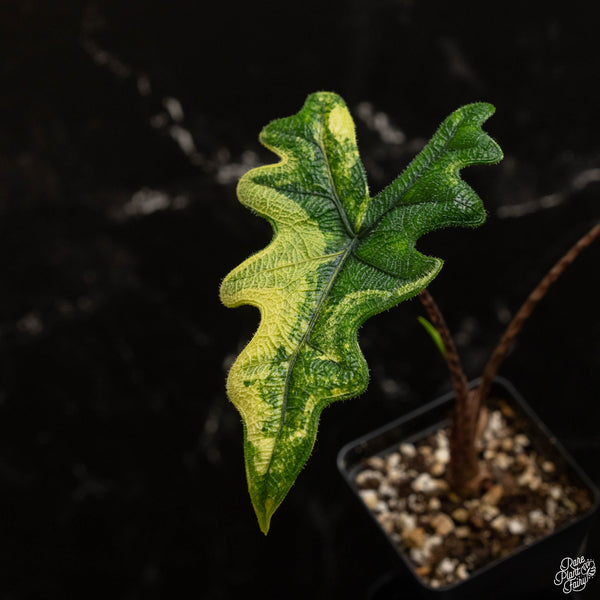 Alocasia tandurusa variegated (previously Alocasia 'Jacklyn' or 'Jaclyn') (A48)