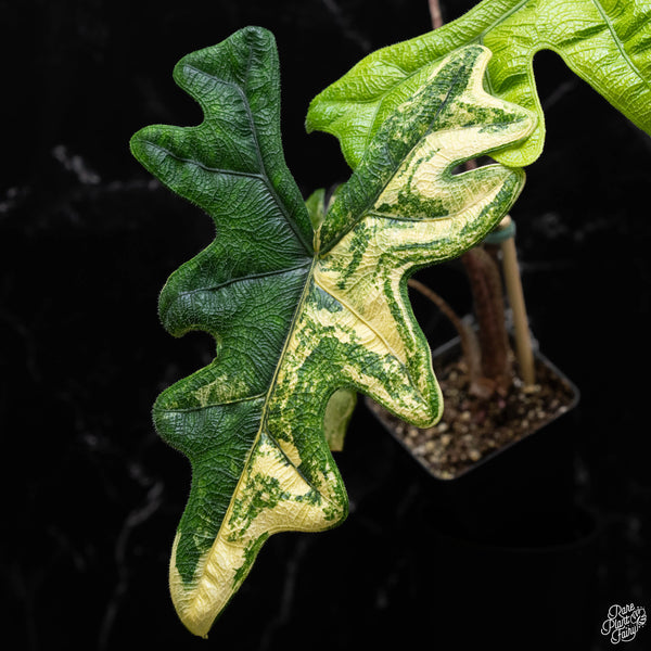 Alocasia tandurusa variegated (previously Alocasia 'Jacklyn' or 'Jaclyn')  *Corming Size* (A51)