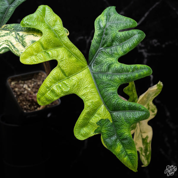 Alocasia tandurusa variegated (previously Alocasia 'Jacklyn' or 'Jaclyn')  *Corming Size* (A51)