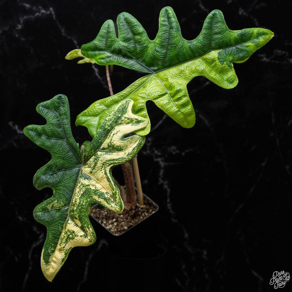 Alocasia tandurusa variegated (previously Alocasia 'Jacklyn' or 'Jaclyn')  *Corming Size* (A51)