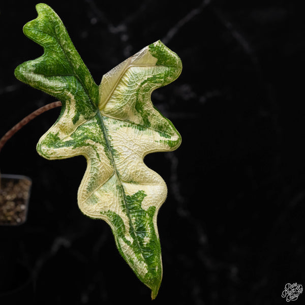 Alocasia tandurusa variegated (previously Alocasia 'Jacklyn' or 'Jaclyn')  *Corming Size* (A51)