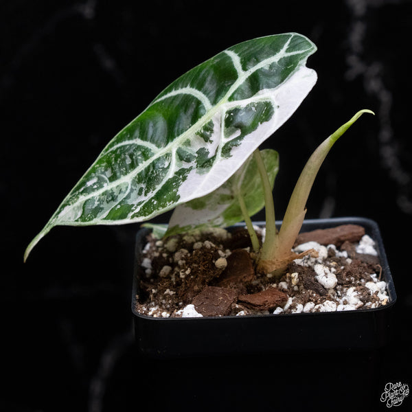 Alocasia watsoniana pink variegated (A52)