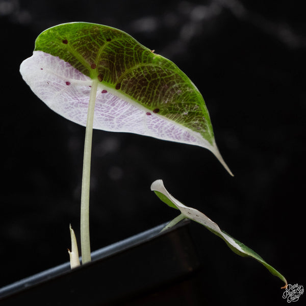 Alocasia watsoniana pink variegated (1B)