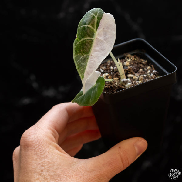 Alocasia watsoniana pink variegated (1B)