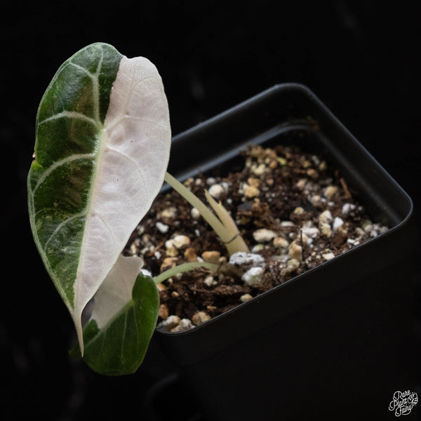 Alocasia watsoniana pink variegated (1B)