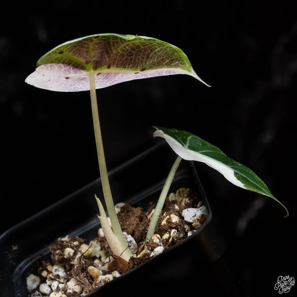 Alocasia watsoniana pink variegated (1B)