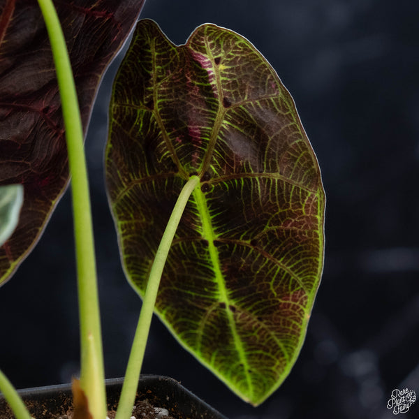 Alocasia watsoniana pink variegated (wk3-A)