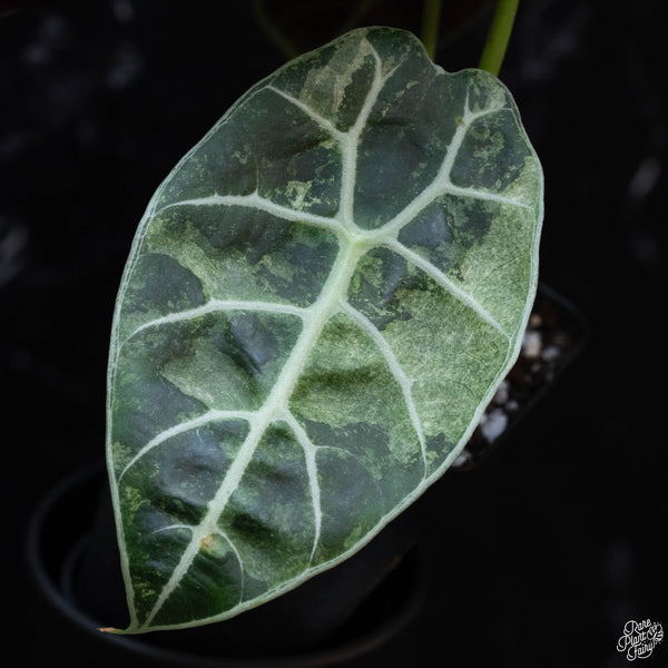 Alocasia watsoniana pink variegated (wk3-A)