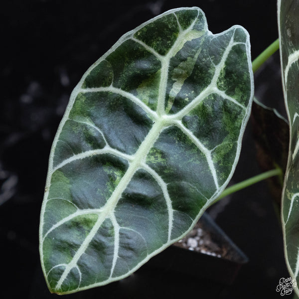 Alocasia watsoniana pink variegated (wk3-A)