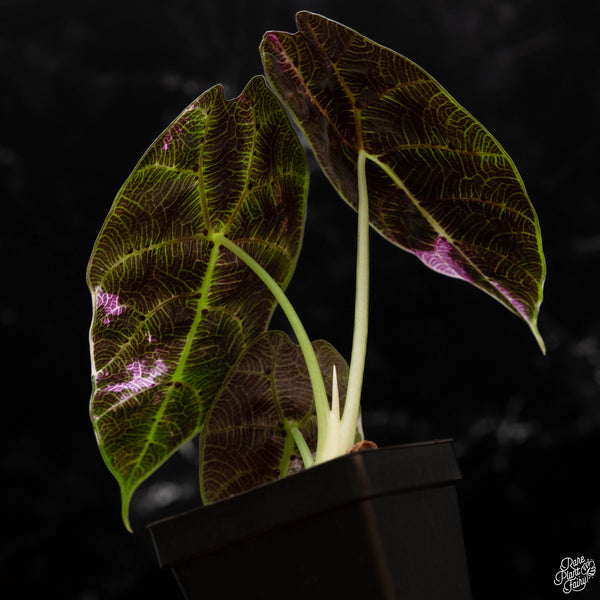 Alocasia watsoniana pink variegated (wk4-A)