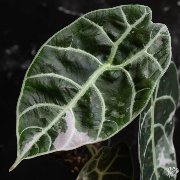 Alocasia watsoniana pink variegated (wk4-A)