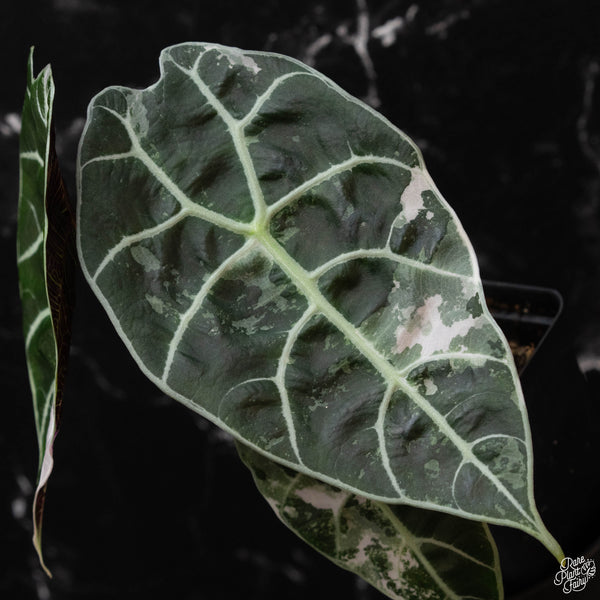 Alocasia watsoniana pink variegated (wk4-A)