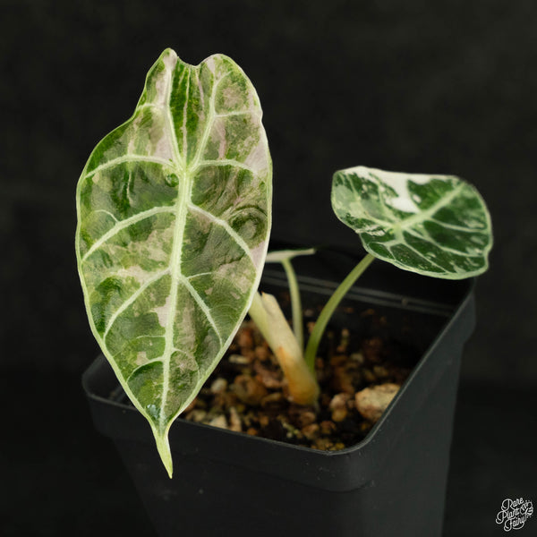 Alocasia watsoniana pink variegated (wk4-B)