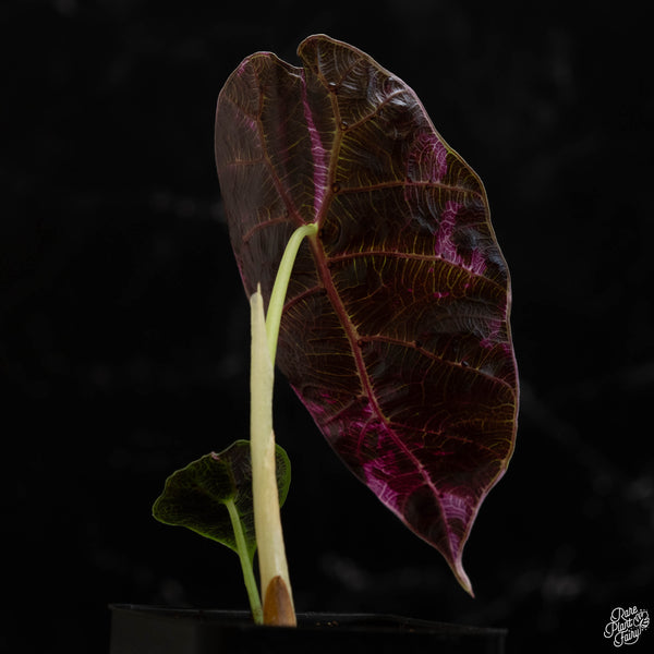 Alocasia watsoniana pink variegated (A49)