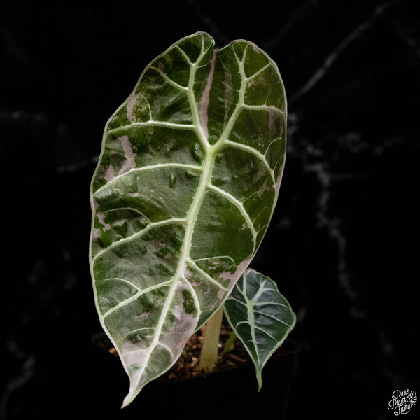 Alocasia watsoniana pink variegated (A49)