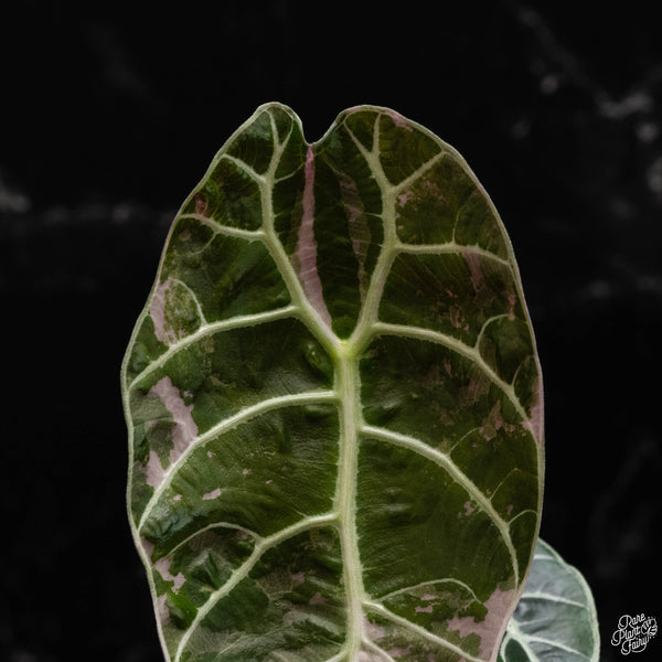 Alocasia watsoniana pink variegated (A49)