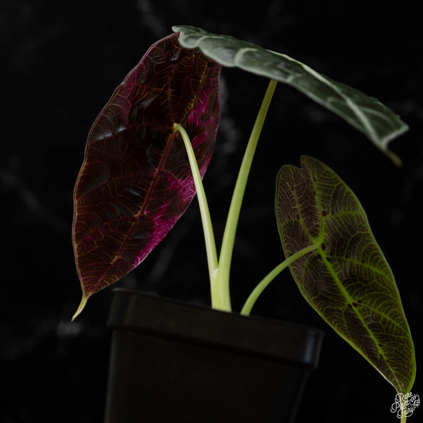 Alocasia watsoniana pink variegated (B49)