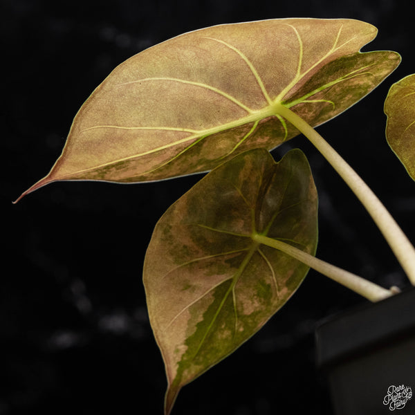 Alocasia 'Uhinkii' variegated (previously Alocasia wentii) (A51)