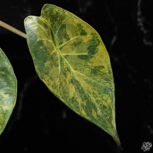 Alocasia 'Uhinkii' variegated (previously Alocasia wentii) (A51)